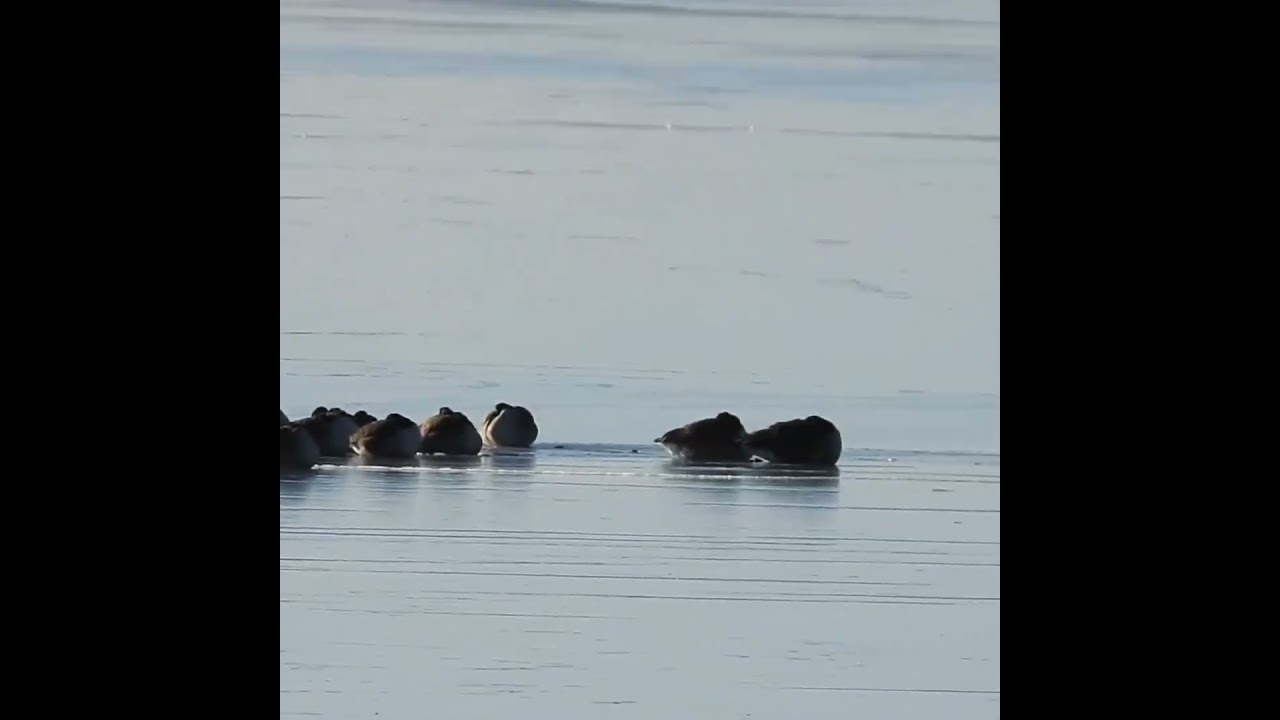 why #canadageese lined up on the frozen Long Island Sound #birds #wildlife #nature