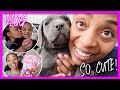 We're Back Vlogging on Sundays! (Grocery Haul + The Cutest Female Cane Corso Puppy) | VLOG