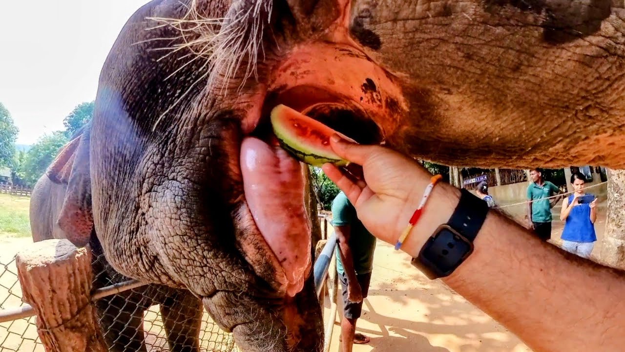 Getting Inside Feeding Elephant's Mouth - Visit Sri Lanka