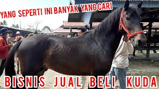 REVIEW HARGA KUDA JANTAN SUPER | MENGHASILAKAN UANG DARI BISNIS JUAL BELI KUDA | PASAR KUDA PART 155