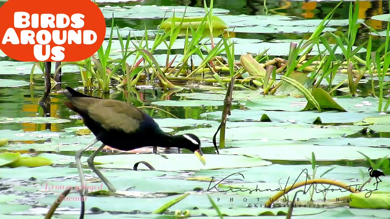 Bronze Winged jacana. Bird தாமரை இலைக்கோழி. നാടൻ താമരക്കോഴി. Birds of