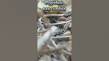 Что символизирует муравьи? #shorts