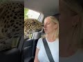 Leopard Stares Her Down in the Car… She Freezes 😳🫣"