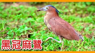 99%的台灣人都看過的公園巨鳥肉食性的街頭霸王俗稱大笨鳥的「黑冠麻鷺」Gorsachius melanolophus 【台灣鳥傳奇】