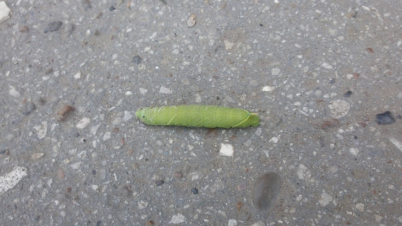 зеленая гусеница древоточец. мохнатая гусеница на дороге. гусеница жука древоточца опасна ли. композит трак гусеницы для снегохода. зил 131 на гусеницах.