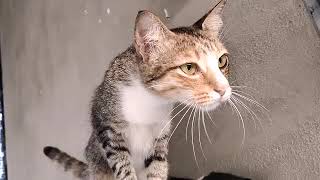 cinta bukan untuk mainan anie carera