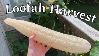 How I Harvest Loofah Sponges + Seed Saving | How to Grow Loofahs Part 5