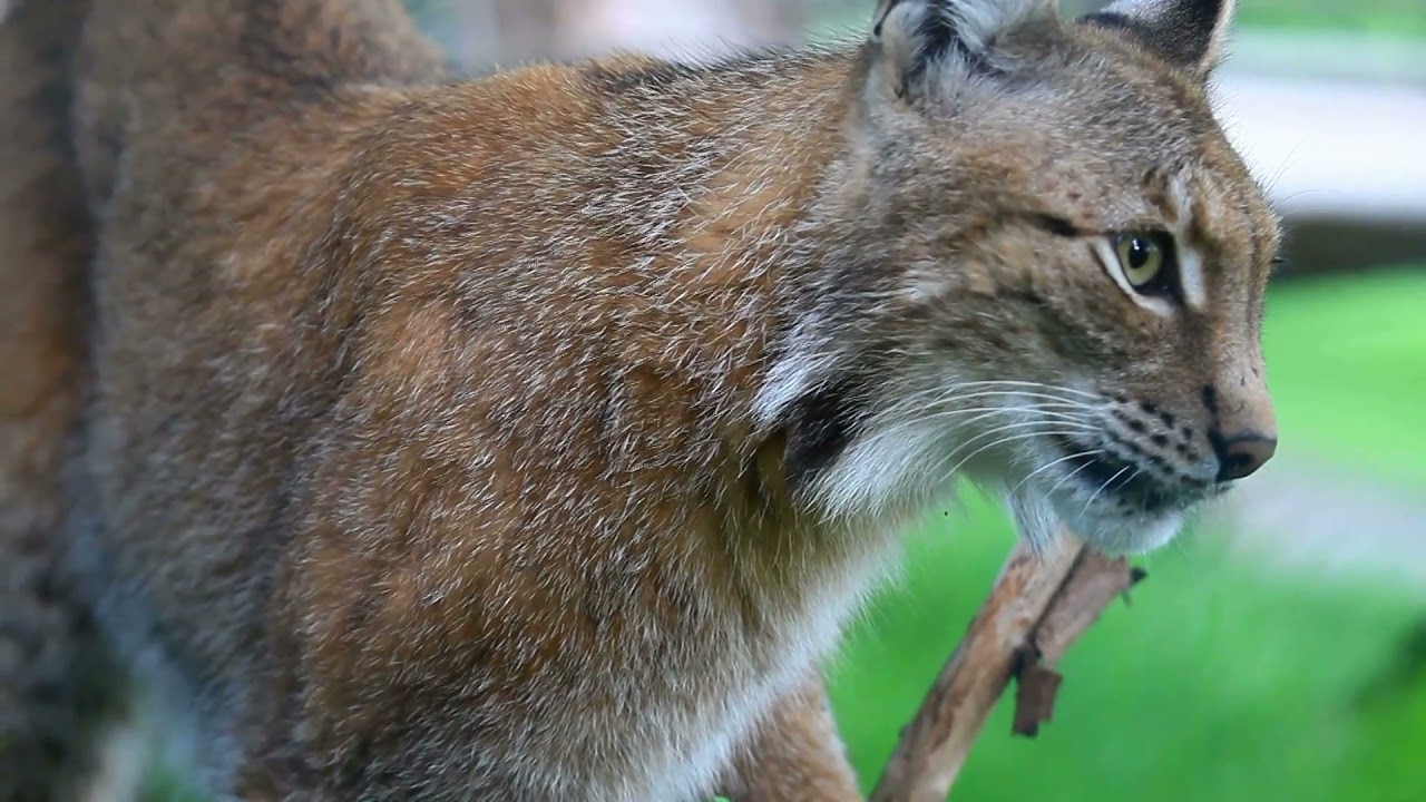 Bosque de PinoEncino YouTube Bosque de PinoEncino YouTube