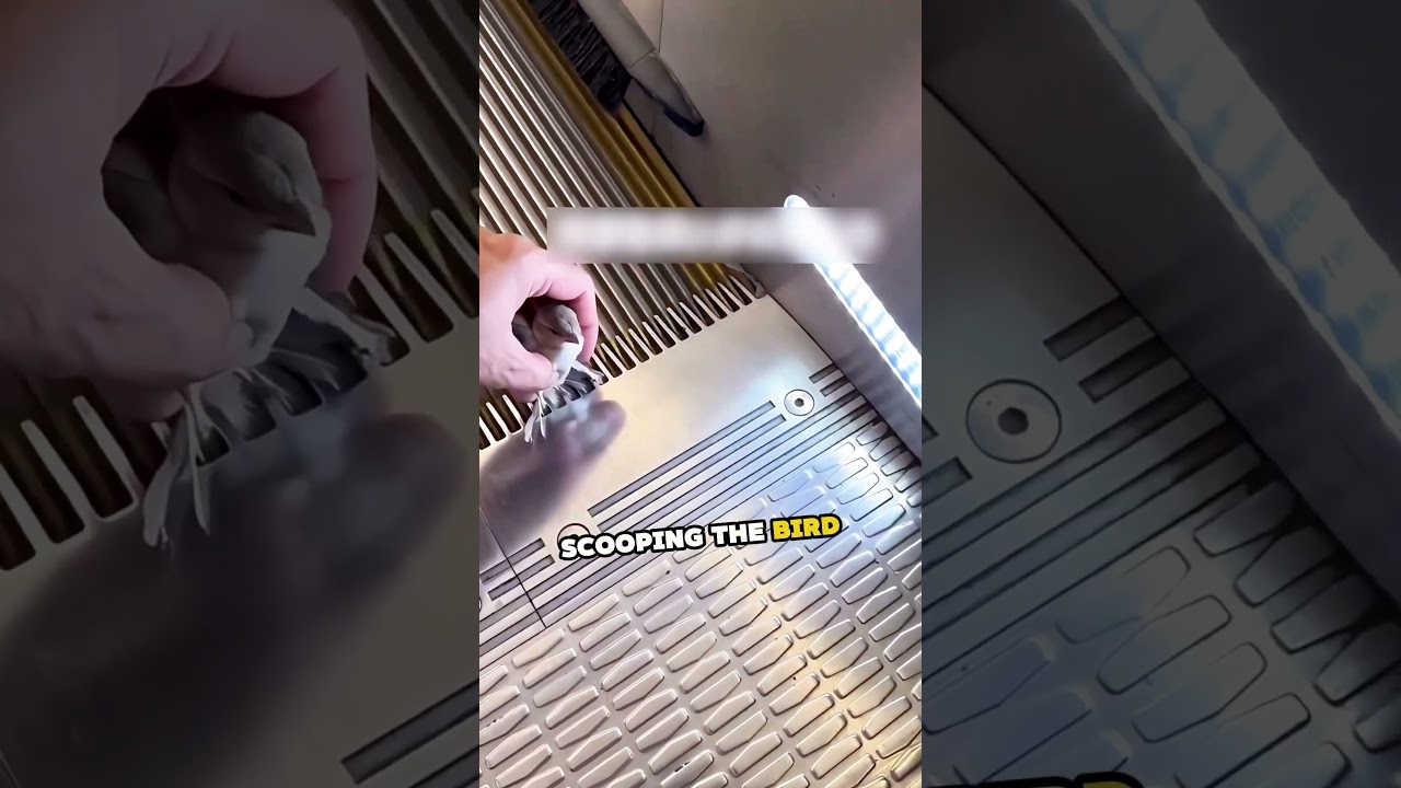 Escalator Bird Rescue! 🐦❤️