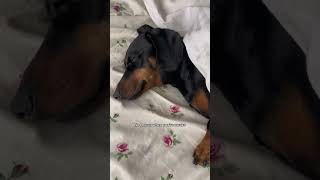 To do list:  #dog #cutepuppy #shortvideo #dachshund #funnypet #funnypuppy #pet #dachshundpuppy