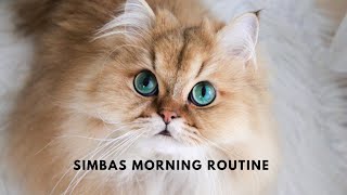 British Longhair Simba Morning Routine