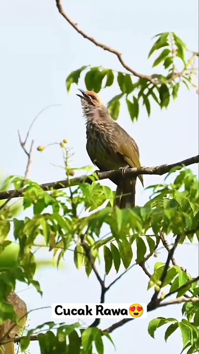 Indahnya burung Cucak rawa di alam