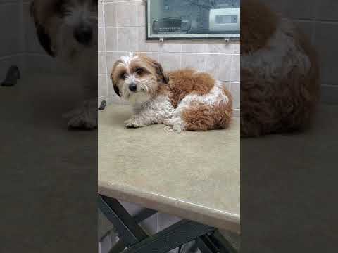 Bichon cross dog