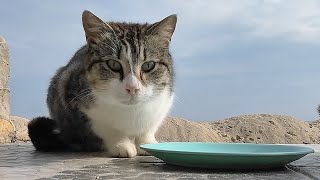 Stray cats eat the canned food and reach into the bag for more