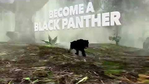 Panther Simulator: Game Trailer for iOS and Android