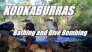 Kookaburras Bathing and Dive Bombing in the Water Trough