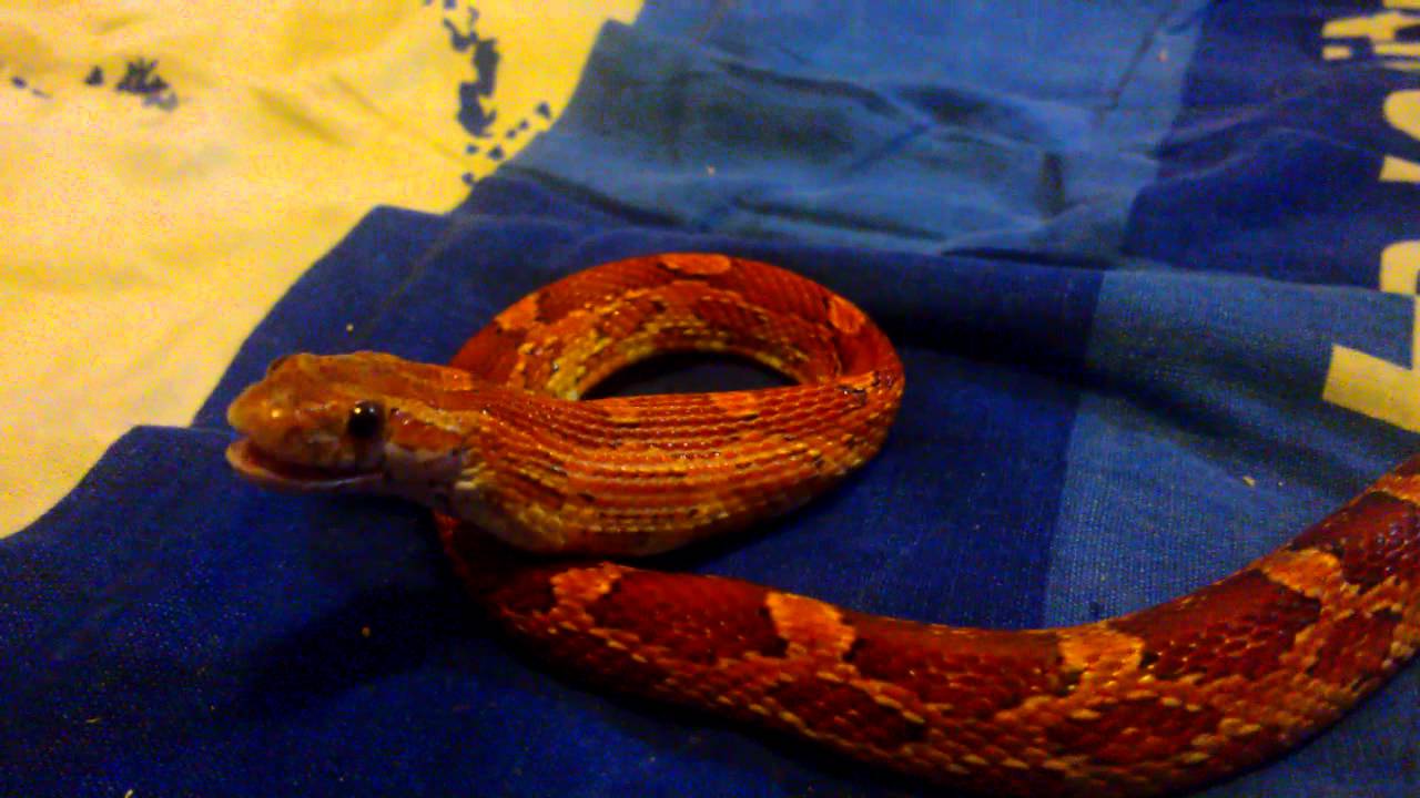 video phone beyonce mp3 MY BABY CORN SNAKE FEEDING on a small mouse