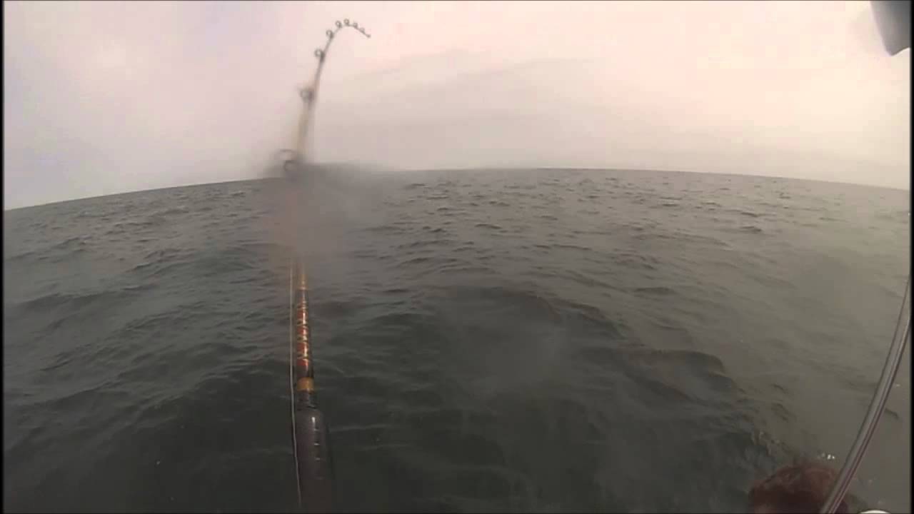 Cape May Shark. I think a Blacktip YouTube
