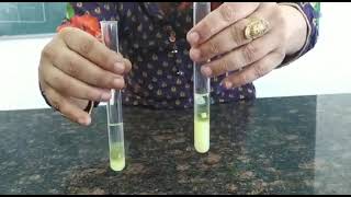 DNA isolation/XII biology practical