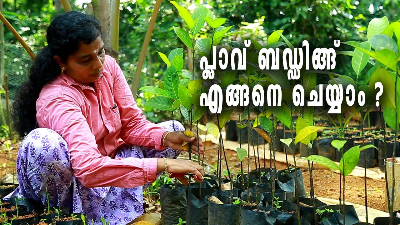 How To Bud Jackfruit I Jackfruit Budding Malayalam I പ്ലാവ് ബഡ്ഡിങ്ങ്  ചെയ്യാം വളരെ ഈസി ആയി