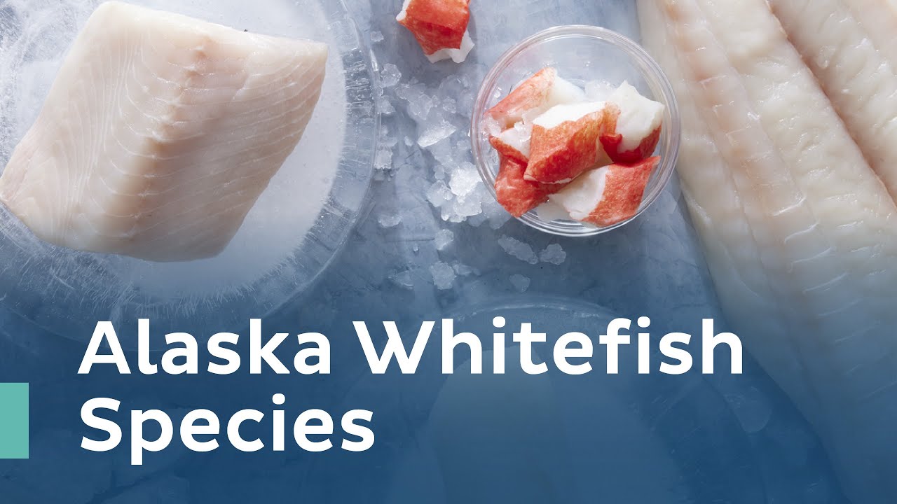 Alaska Cod Species YouTube alaska-cod-species-youtube