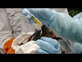 Cazador de virus: Monitoreando el virus Nipah en poblaciones de murciélagos | BioInteractive