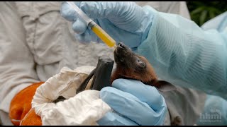 Cazador de virus: Monitoreando el virus Nipah en poblaciones de murciélagos | BioInteractive