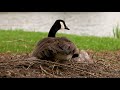 Capture de la vidéo The Geese Of Taylor Lake