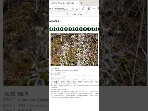 156#秋鼠麴草#臺灣原住民族藥用植物圖鑑 20251103錄製，附加#太平清歌 摘錄自#臺灣#臺南#麻豆#巷口角#慶安宮 參加#麻豆香 遶境在#文衡殿 的演奏歌