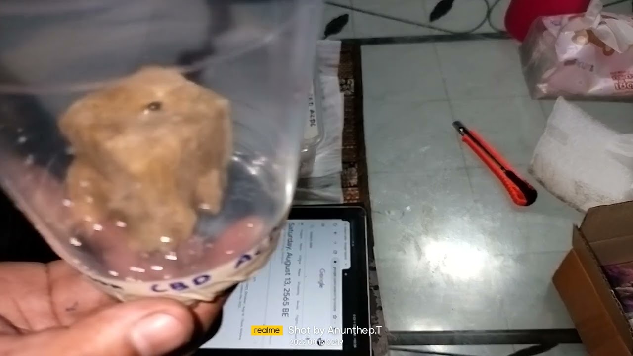 Update !!! Germination Blimburn seed CBD ACDC 1:18 , 13 Aug 2022 (After 3 Days) Part 2