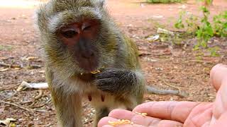 Really sad Blind Monkey Vegas | She has no bananas to eat, only organic grass.