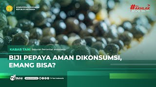 Biji Pepaya Pahlawan Pencernaan Yang Terlupakan