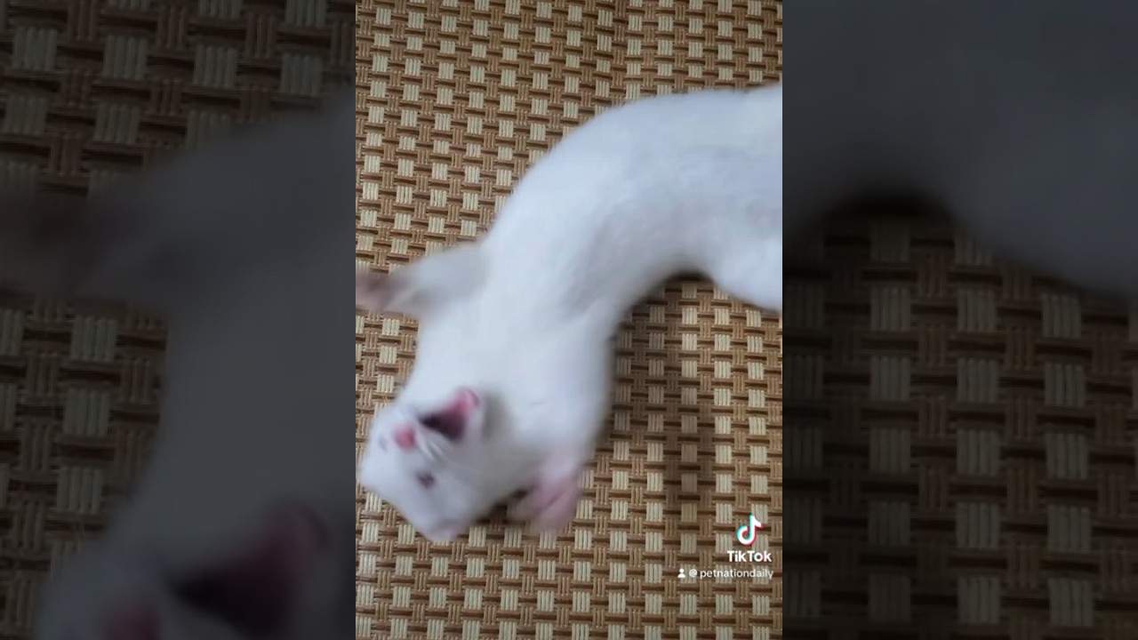 So cute ❤️ WhiteFerret 