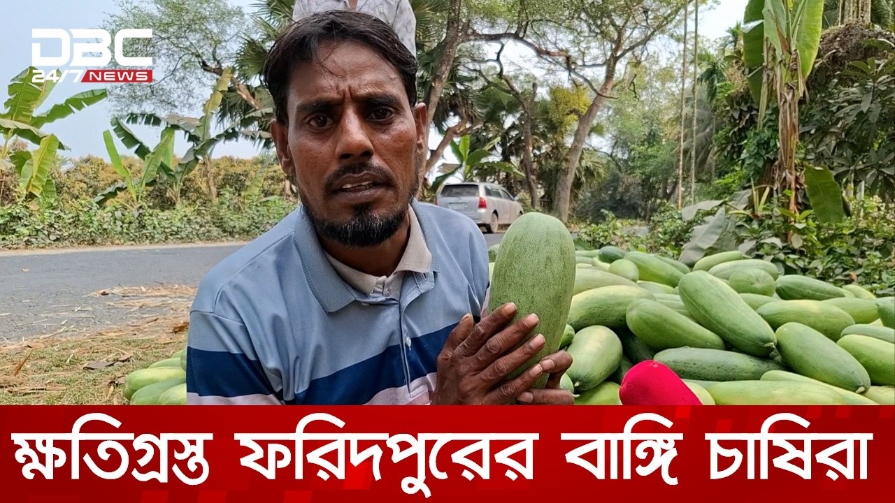 প্রতিকূল আবহাওয়ায় ক্ষতিগ্রস্ত ফরিদপুরের বাঙ্গি চাষিরা | DBC NEWS