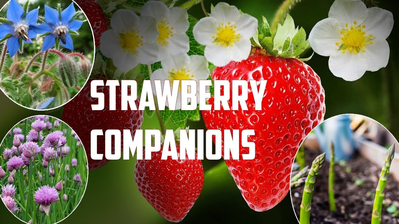 11 Best Strawberry Compamion Plants (And Plants To Avoid)