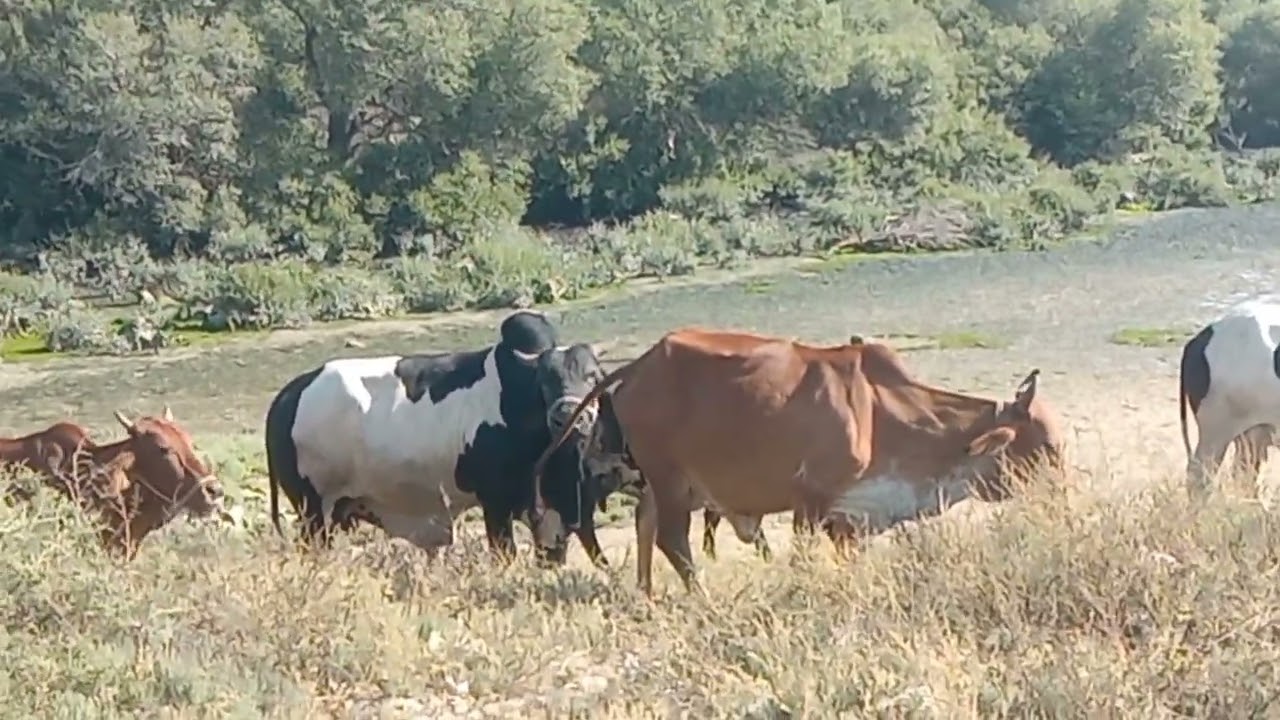 Cow video| 🐄 cow new video| my house cow 