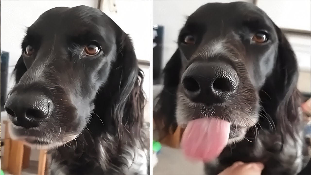 Dog’s tongue won’t stop licking while she gets scratched