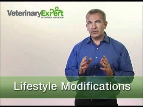 treating-arthritis-in-dogs