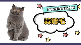 有这个毛就代表猫被养得好