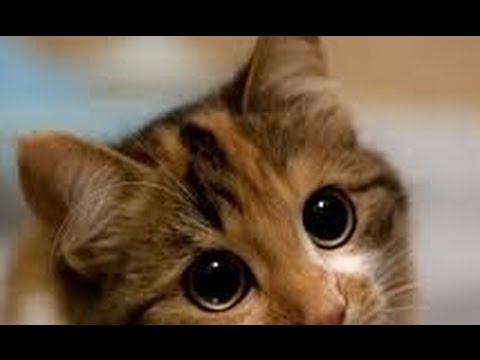 Cats and dogs with big cute eyes - Funny and cute animal ...
