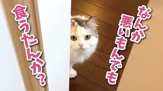 トイレに閉じこもる飼い主が心配でたまらない猫【関西弁でしゃべる猫】【猫アテレコ】 by ニャンチューバーつくし 【関西弁でしゃべる猫】 32,633 views 2 months ago 3 minutes, 15 seconds