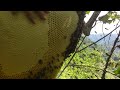 Ong Khoái Khổng Lồ 2020 | Bắt Tổ Ong Rừng Nhiều Mật | Honeycomb hutan Dengan Madu