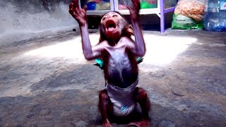 The Baby Monkey Boy Is Smart And Funny