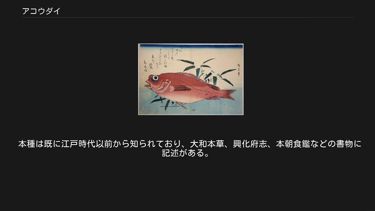 アコウダイ Youtube