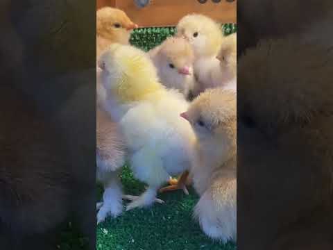 Park Brahma Civciv #chicken #birds #animals