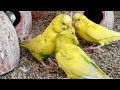 2 Hours Happy Budgies Singing and Playing For Sad Birds🦜🐦😘💕