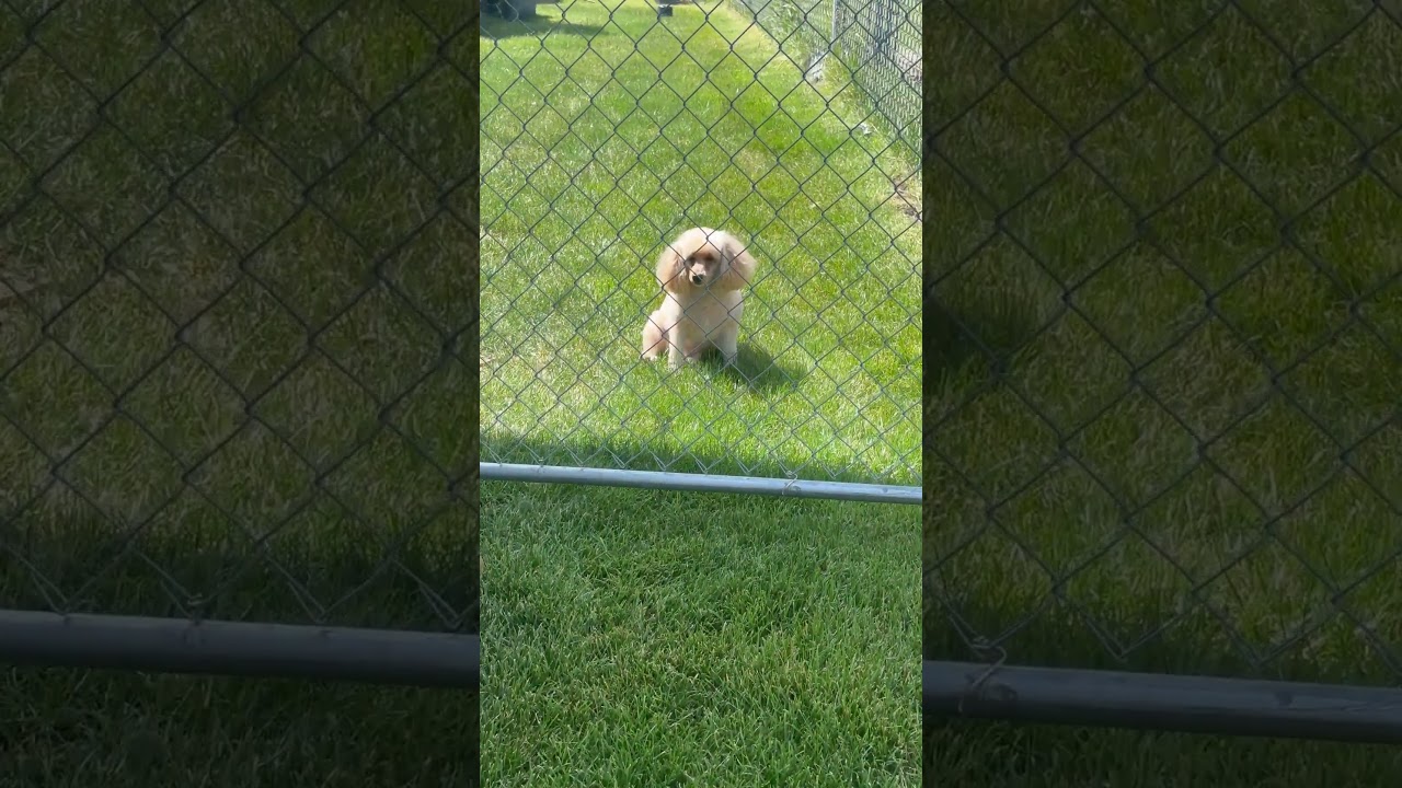 Jazz the miniature poodle patiently waiting 
