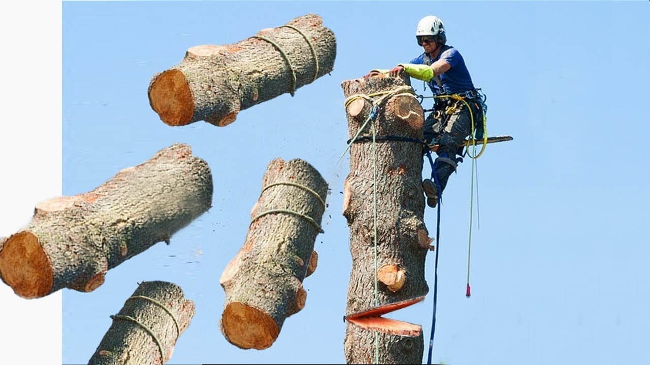 "Master in Action Arborist Trimming a Tree with Skill" YouTube