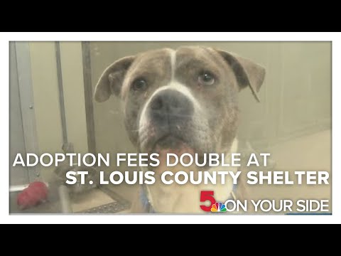 Adoption fees double at St Louis County shelter