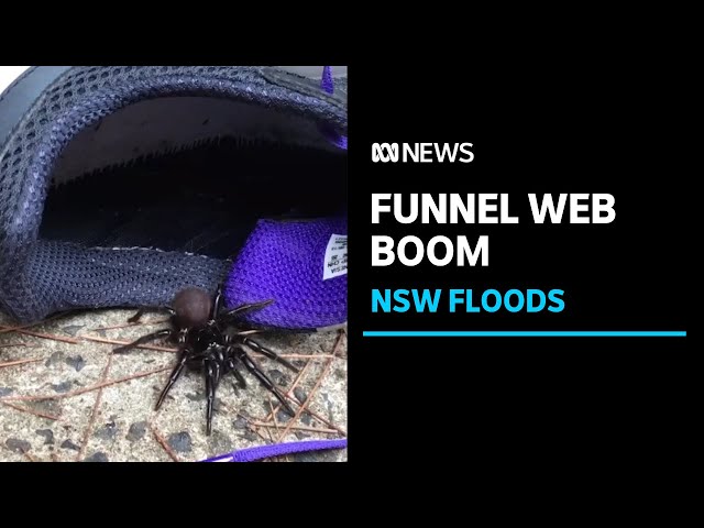WATCH: Thousands of spiders take refuge in Australia after devastating  floods